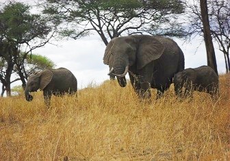 small groups of elephants at the largest national park tanzania